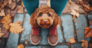 27 Delas Every Dog Parent Will Want This Black Friday