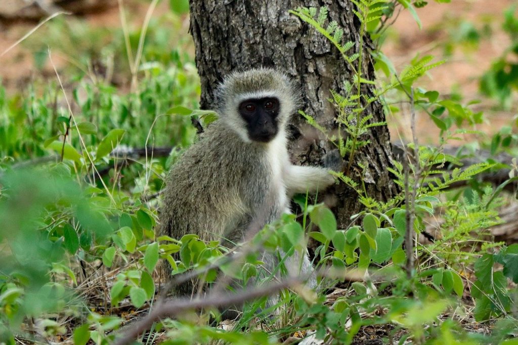 Breaking News: Tennessee Woman Shoots Monkey—PETA Calls for Action