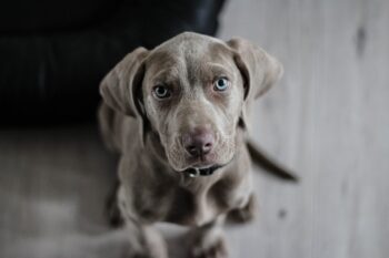 9 Fun Facts You Didn’t Know About Weimaraners