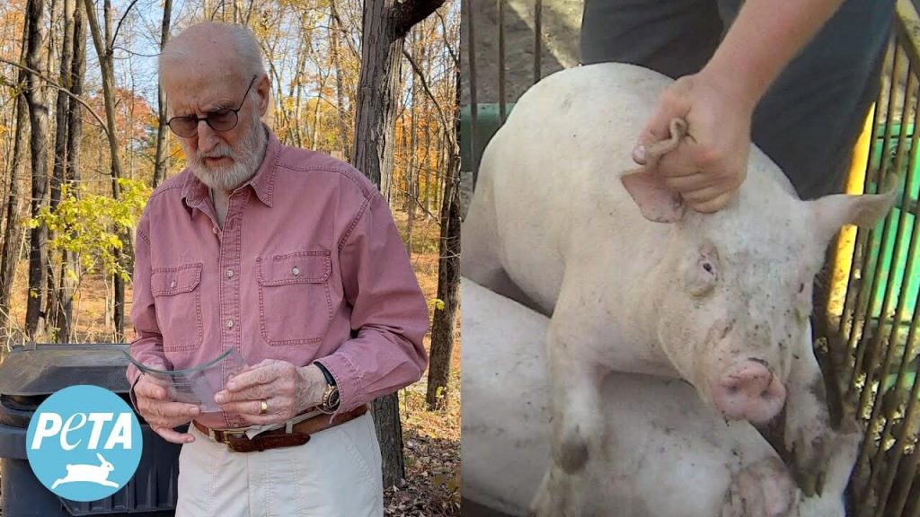 Actor James Cromwell Trashed a Lifetime Achievement Award From the Humane Society—Read His Powerful Op-Ed to Find Out Why