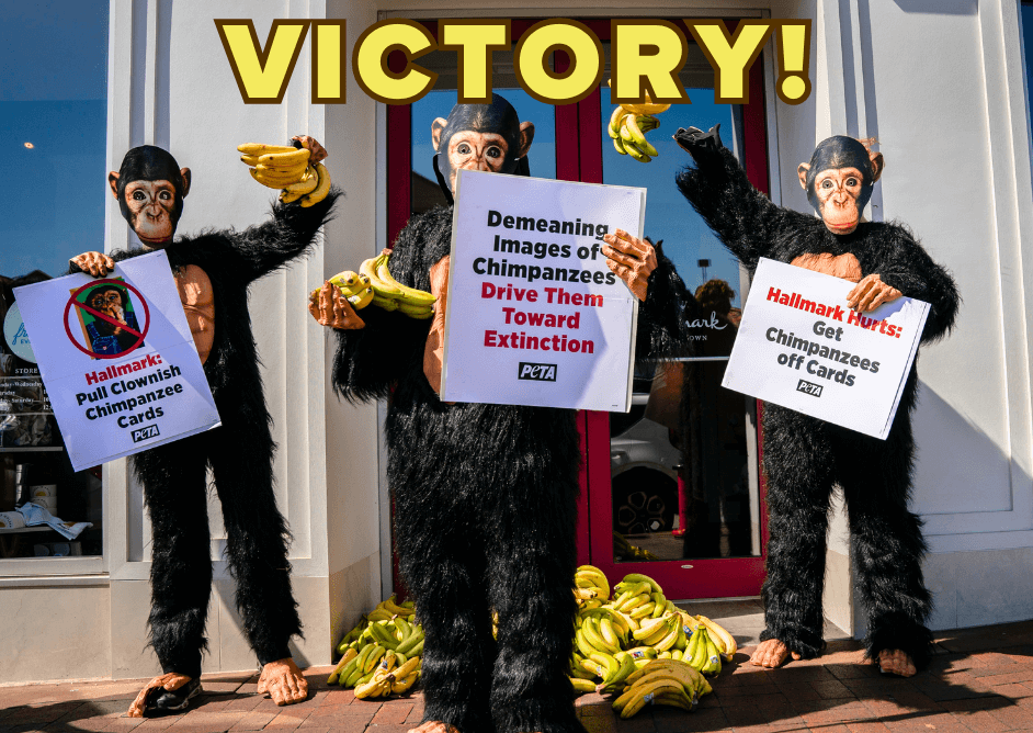 Here’s How YOU Helped Make PETA’s 2024 Victories Possible