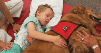 Dog’s Touching Goodbye Sparks a Miracle for Boy with Brain Injury