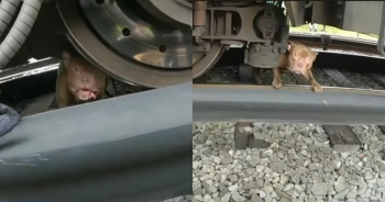 Officer’s Swift Plan Saves Trembling Pitbull Stuck Under Train