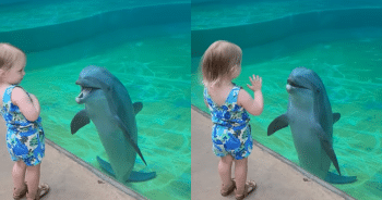 Dolphin Spots Little Girl, and What Happens Next Is Pure Joy