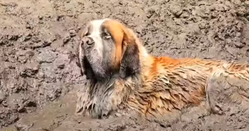 11-Man Bachelor Party Rescues Dog Stuck in Mud, Capturing Media Attention