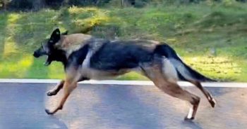 Dog Ran With Long Strides To Catch His Owner But It Was All A Waste