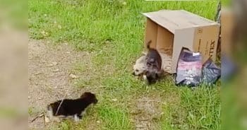 Warehouse Worker Tilted Box And Three Puppies Tumbled Out