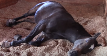 Horses Snore and Fart in Harmony in This Funny Barn Clip