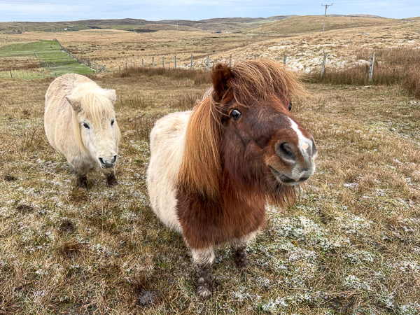 Poo-Picking Friends