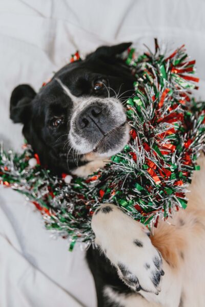 Make the holidays merry for animals in need during iAdopt for the Holidays