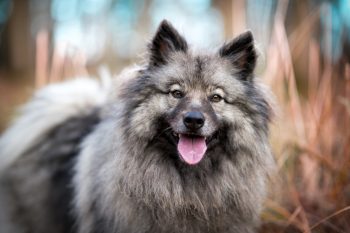 Top 11 Dog Breeds That Help Us Find Light in the Darkest Days