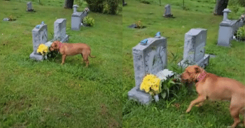 Puppy’s Heartfelt Connection Leads Him to Grandma’s Grave