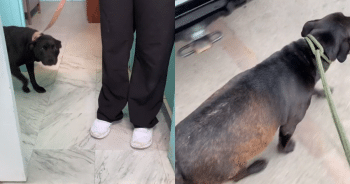 Couple Feeds Pregnant Stray, and Her Tearful Reaction Says It All