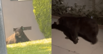 Bear Hides Under House, but This Woman’s Plan Sends Him Packing