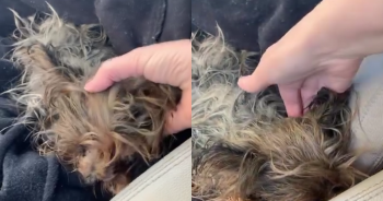 Yorkie Rescued from Neglect Learns the Joy of a Soft Bed