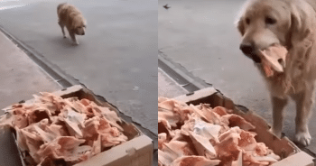 Stray Dogs Find a Daily Feast Thanks to This Kindhearted Butcher