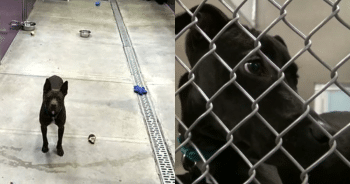 Shelter’s Adoption Event Ends with One Dog Still Waiting for a Family