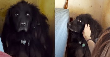 Fluffy Dog Hiding in Corner Finds Hope Through Woman’s Compassionate Rescue