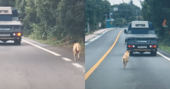 Mother Dog’s Relentless Pursuit to Rescue Her Puppies from Danger