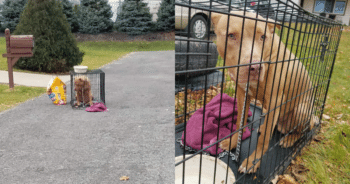 Family Walks Away, Leaving Dog Heartbroken and Crated on the Street