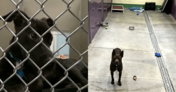 Pitbull’s Sad Eyes Tell the Story of Being Left Behind at the Shelter