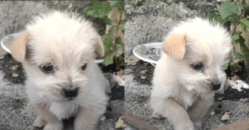 Shivering Puppy Kisses Man’s Hand After Being Rescued