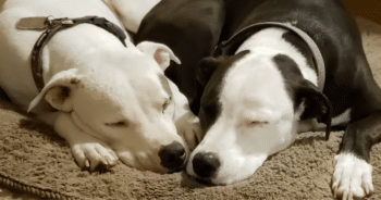 Pittie’s Overwhelming Joy at Seeing Long-Lost Brother Will Melt Your Heart