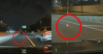 Chihuahua Dodges Cars on Highway Until Drivers Unite to Save Him