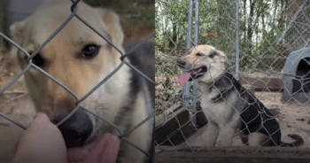 After 4-Years in a Backyard Pen, Dog Experiences Freedom for the First Time