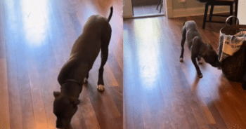 Three-Legged Dumpster Dog Lives His Best Life as Sweet Revenge