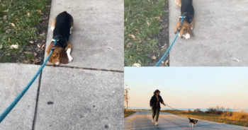 Lab Beagle’s Emotional Reaction to Walking Outside for the First Time