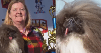 Adorable Pekingese Takes Home ‘World’s Ugliest Dog’ Title and Wins Hearts