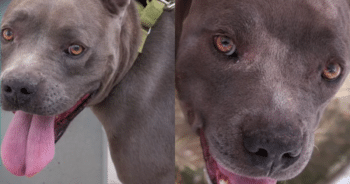 Shelter’s Sweetest Resident Has Been Waiting 400 Days for a Family