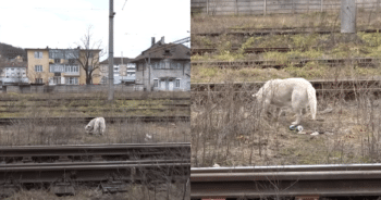 Scared Dog With Broken Heart Finds Healing Through a Heroic Rescue