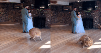 Golden Retriever Steals the Show During Couple’s Wedding First Dance