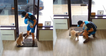 Delivery Driver Can’t Hide His Reaction to Shop Dog’s Warm Welcome