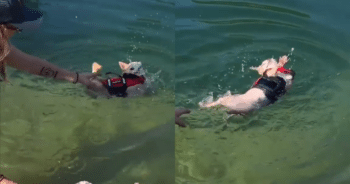 Chihuahua’s Hilarious Swimming Style Proves He’s Still Perfecting His Form