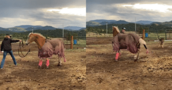 “Things I Do as a Horse Trainer” Video Will Leave You Laughing