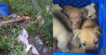 Desperate Dog in the Forest Approaches a Woman, Pleading for Help to Rescue Her Helpless Puppies