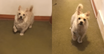 Dramatic Dog ‘Fakes’ Injury, Only for Dad to Hilariously Call Him Out