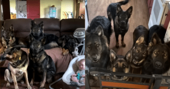 Mom Notices Her Baby’s Funny Behavior After Growing Up with 5 German Shepherds