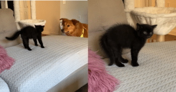 New Kitten’s Fiery Hiss at Family Dog Quickly Turns Into a Friendship