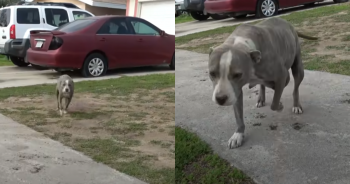 Pregnant Pitbull’s Plea for Help Captures Hearts