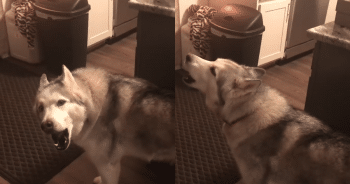 Upset Husky Gets Mom’s Undivided Attention in This Sweet Moment