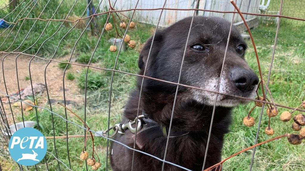 Video: A Retirement Party—for a Dog? Rescued Senior Dog Gets New Life in Florida