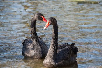 11 Animals With Soulful Emotional Bonds You Won’t Forget