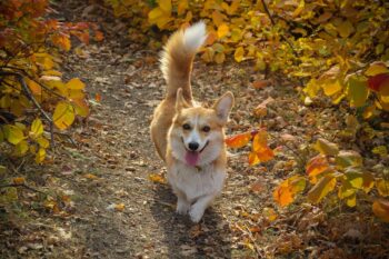 Top 15 Dog Breeds That Turn Tough Days Into Joyful Memories