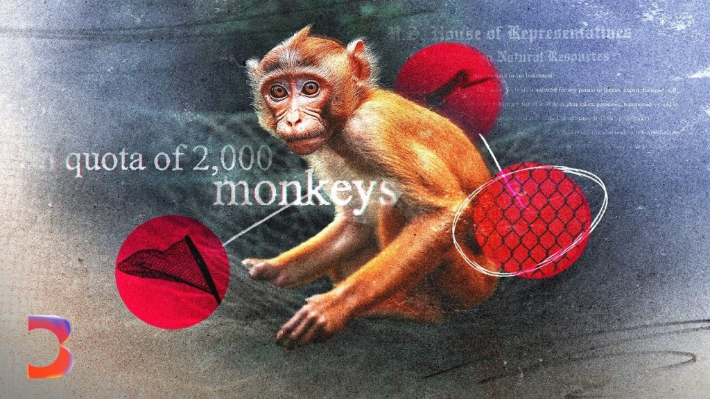 WATCH: Unflinching New Video Shows Cruelty Behind Monkey Abduction Pipeline