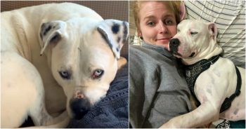 When Woman’s Foster Dog Was Dumped By New Owners, She Did What She Had To