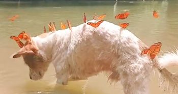 Dog Swarmed By Monarch Butterflies On Every Hike